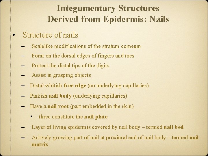 Integumentary Structures Derived from Epidermis: Nails • Structure of nails – Scalelike modifications of