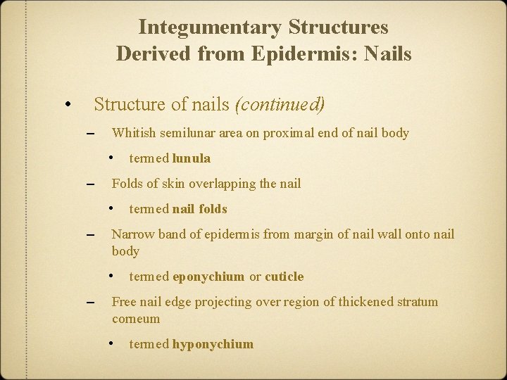 Integumentary Structures Derived from Epidermis: Nails • Structure of nails (continued) – Whitish semilunar