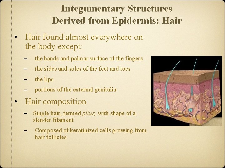 Integumentary Structures Derived from Epidermis: Hair • Hair found almost everywhere on the body