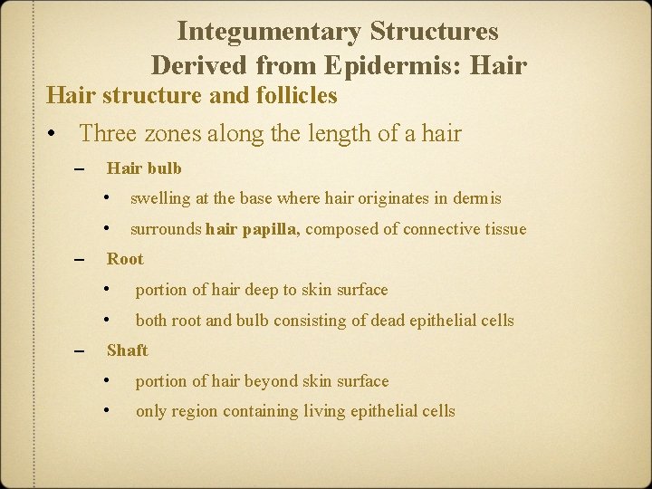 Integumentary Structures Derived from Epidermis: Hair structure and follicles • Three zones along the