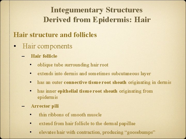 Integumentary Structures Derived from Epidermis: Hair structure and follicles • Hair components – –