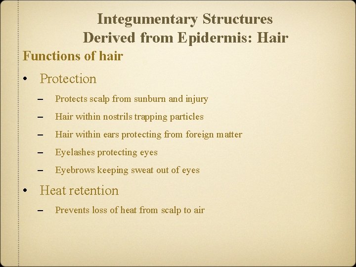 Integumentary Structures Derived from Epidermis: Hair Functions of hair • Protection – Protects scalp