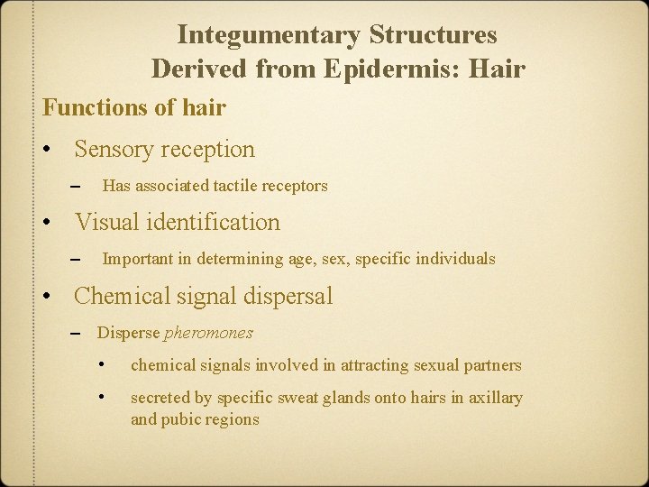 Integumentary Structures Derived from Epidermis: Hair Functions of hair • Sensory reception – Has