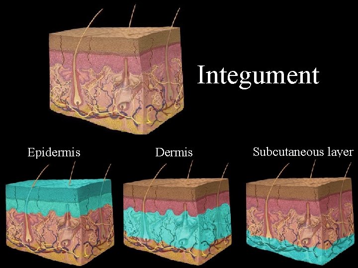 Integument Epidermis Dermis Subcutaneous layer 