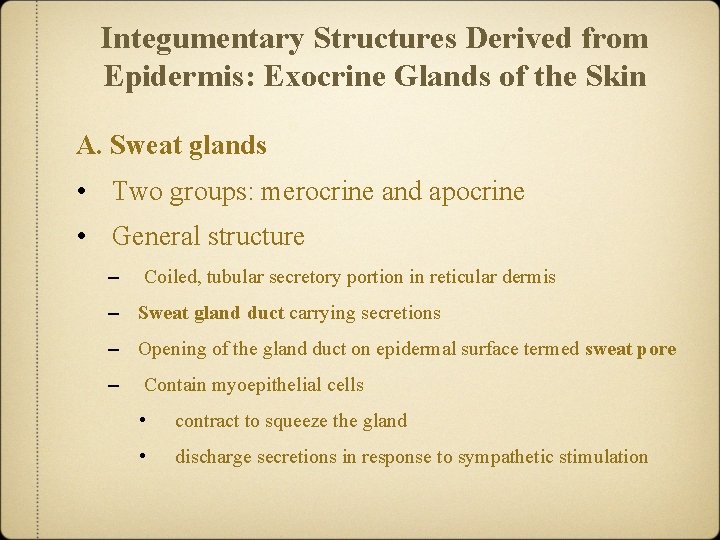 Integumentary Structures Derived from Epidermis: Exocrine Glands of the Skin A. Sweat glands •