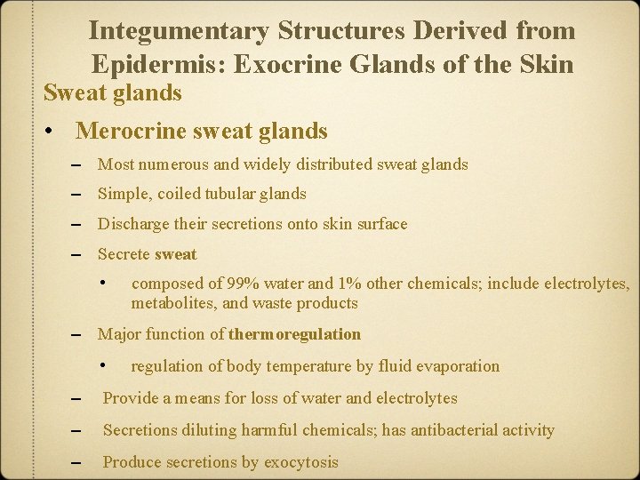 Integumentary Structures Derived from Epidermis: Exocrine Glands of the Skin Sweat glands • Merocrine