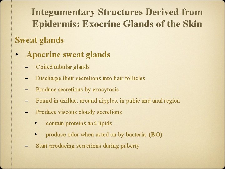 Integumentary Structures Derived from Epidermis: Exocrine Glands of the Skin Sweat glands • Apocrine