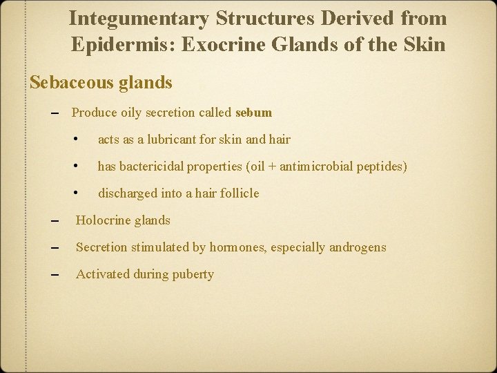 Integumentary Structures Derived from Epidermis: Exocrine Glands of the Skin Sebaceous glands – Produce