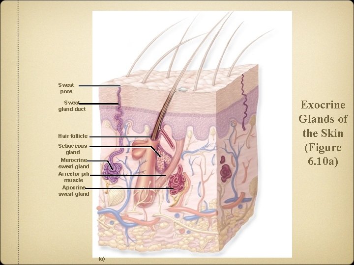 Sweat pore Exocrine Glands of the Skin (Figure 6. 10 a) Sweat gland duct