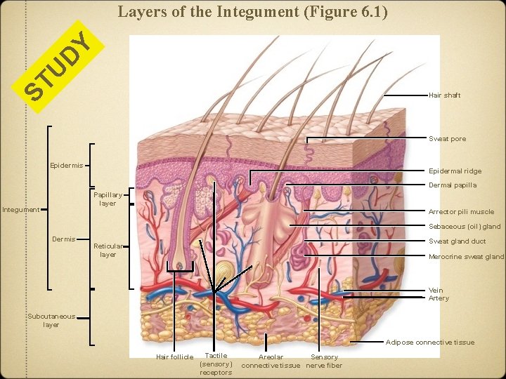 ST U D Y Layers of the Integument (Figure 6. 1) Hair shaft Sweat