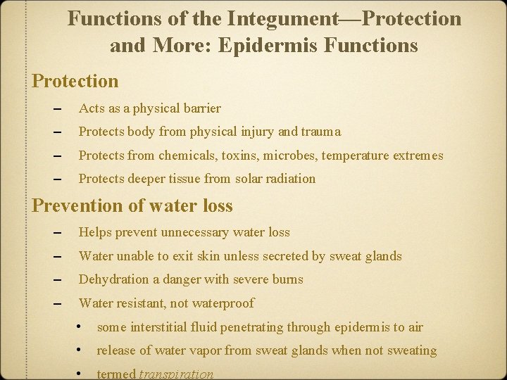 Functions of the Integument—Protection and More: Epidermis Functions Protection – Acts as a physical