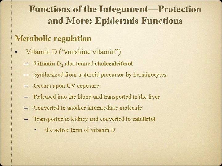 Functions of the Integument—Protection and More: Epidermis Functions Metabolic regulation • Vitamin D (“sunshine