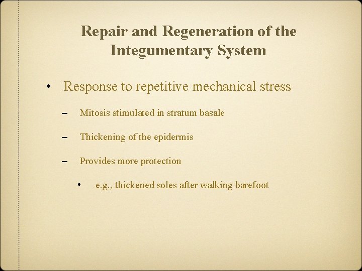 Repair and Regeneration of the Integumentary System • Response to repetitive mechanical stress –