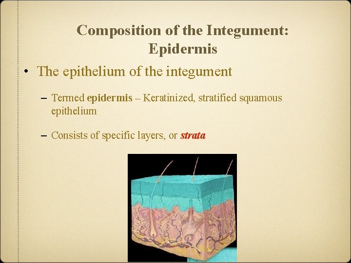 Composition of the Integument: Epidermis • The epithelium of the integument – Termed epidermis