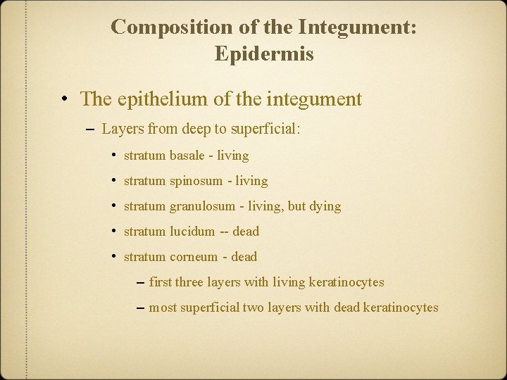 Composition of the Integument: Epidermis • The epithelium of the integument – Layers from