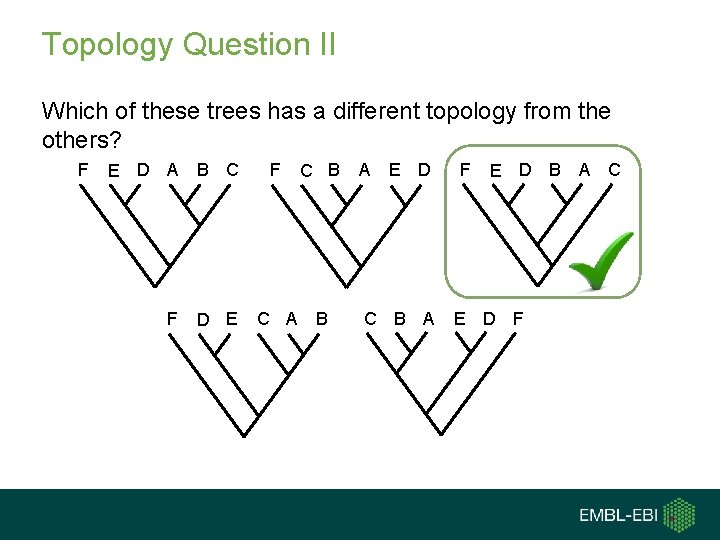 Topology Question II Which of these trees has a different topology from the others? Topology Question II Which of these trees has a different topology from the others?