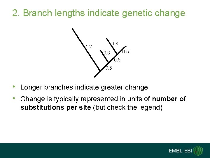 2. Branch lengths indicate genetic change 0. 8 1. 2 0. 5 0. 6 2. Branch lengths indicate genetic change 0. 8 1. 2 0. 5 0. 6