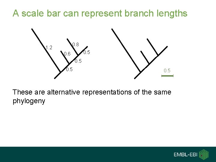 A scale bar can represent branch lengths 0. 8 1. 2 0. 5 0.