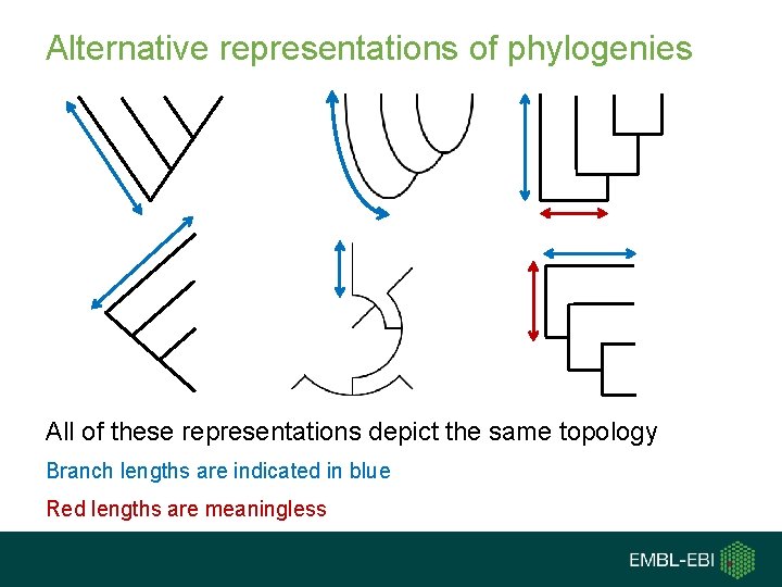 Alternative representations of phylogenies All of these representations depict the same topology Branch lengths