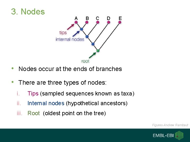 3. Nodes A B C D E • Nodes occur at the ends of 3. Nodes A B C D E • Nodes occur at the ends of