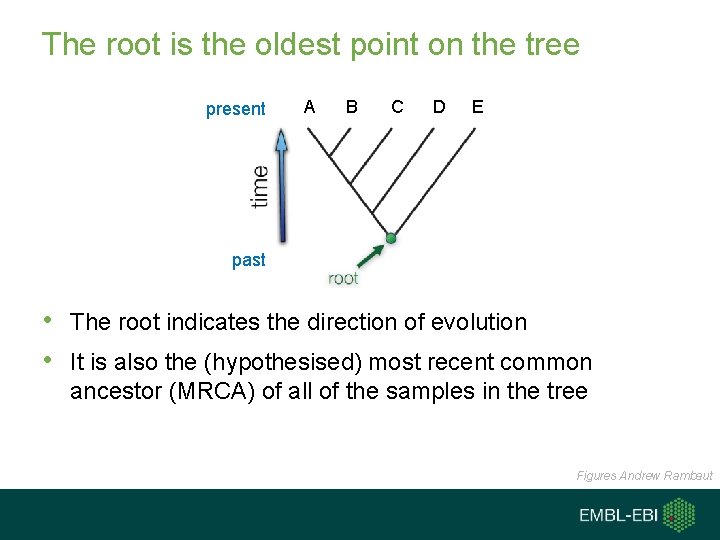 The root is the oldest point on the tree present A B C D