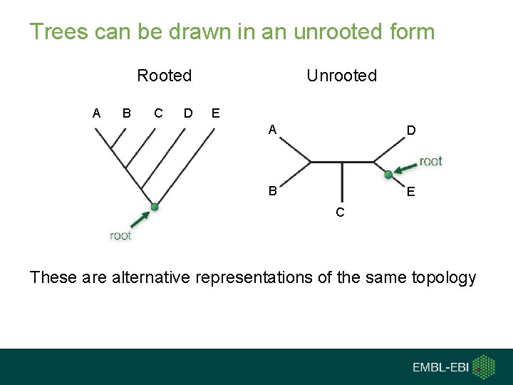 Trees can be drawn in an unrooted form Rooted A B C D Unrooted