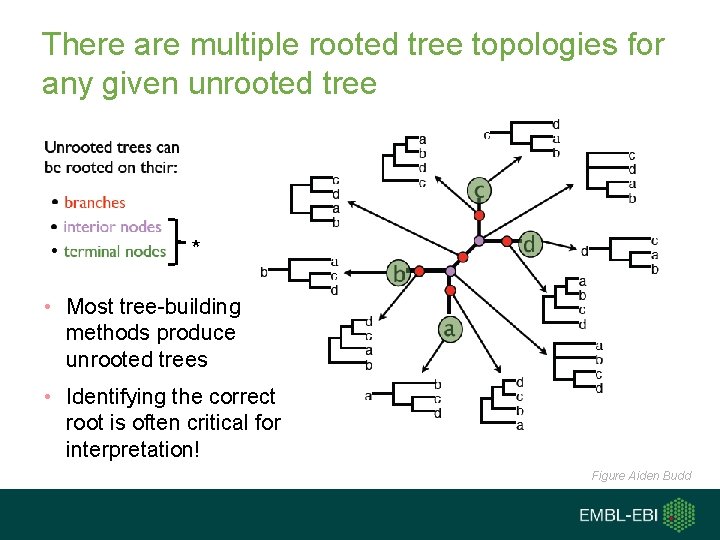 There are multiple rooted tree topologies for any given unrooted tree * • Most