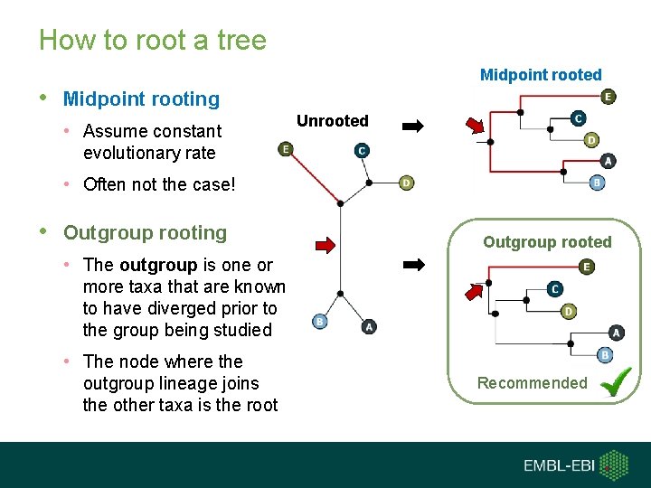 How to root a tree Midpoint rooted • Midpoint rooting • Assume constant evolutionary How to root a tree Midpoint rooted • Midpoint rooting • Assume constant evolutionary