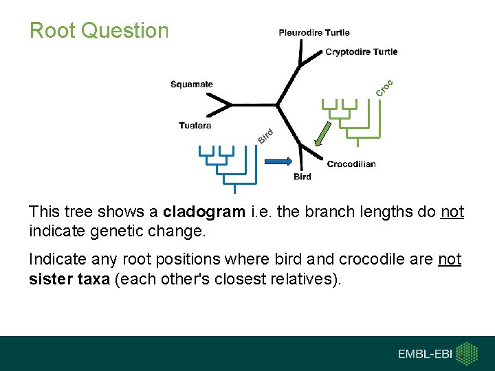 Root Question This tree shows a cladogram i. e. the branch lengths do not Root Question This tree shows a cladogram i. e. the branch lengths do not