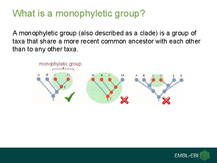 What is a monophyletic group? A monophyletic group (also described as a clade) is