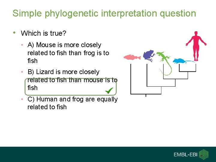 Simple phylogenetic interpretation question • Which is true? • A) Mouse is more closely