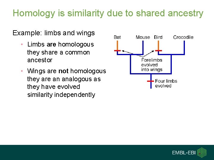 Homology is similarity due to shared ancestry Example: limbs and wings • Limbs are