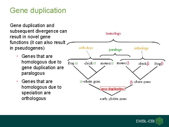 Gene duplication and subsequent divergence can result in novel gene functions (it can also