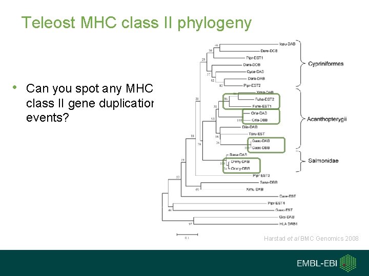 Teleost MHC class II phylogeny • Can you spot any MHC class II gene Teleost MHC class II phylogeny • Can you spot any MHC class II gene