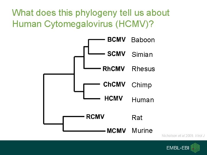 What does this phylogeny tell us about Human Cytomegalovirus (HCMV)? Baboon Simian Rhesus Chimp