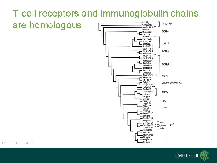 T-cell receptors and immunoglobulin chains are homologous Richards et al 2000 T-cell receptors and immunoglobulin chains are homologous Richards et al 2000