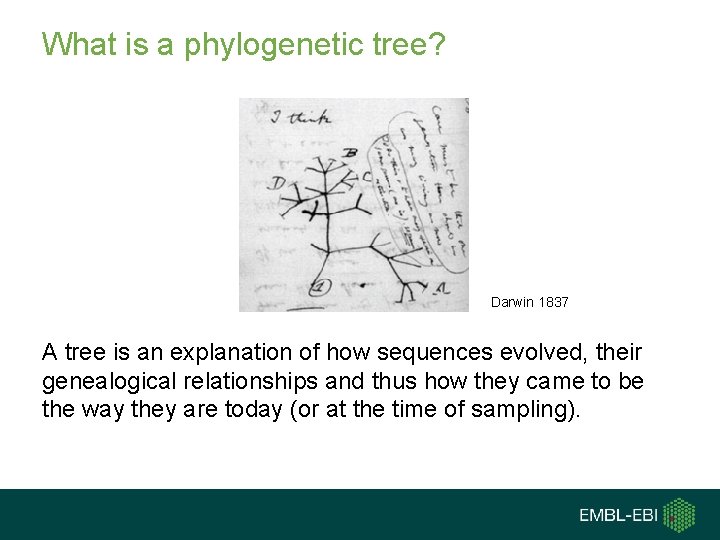 What is a phylogenetic tree? Darwin 1837 A tree is an explanation of how