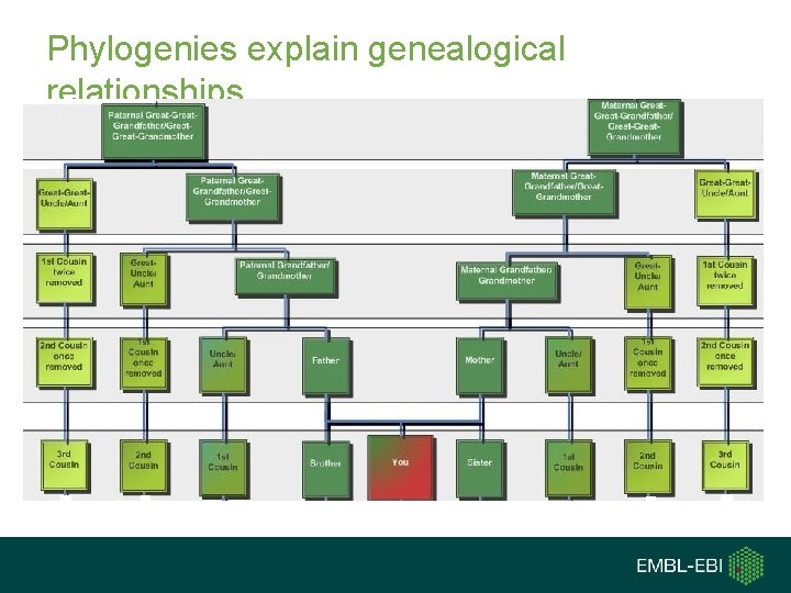 Phylogenies explain genealogical relationships • Family tree Phylogenies explain genealogical relationships • Family tree