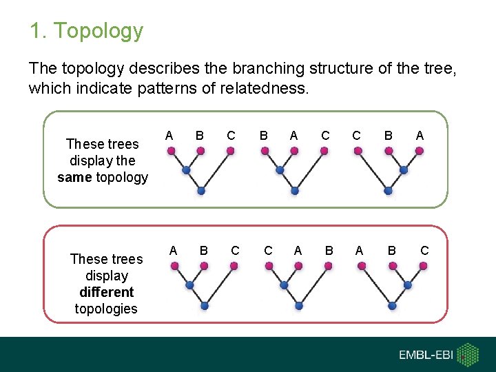 1. Topology The topology describes the branching structure of the tree, which indicate patterns 1. Topology The topology describes the branching structure of the tree, which indicate patterns