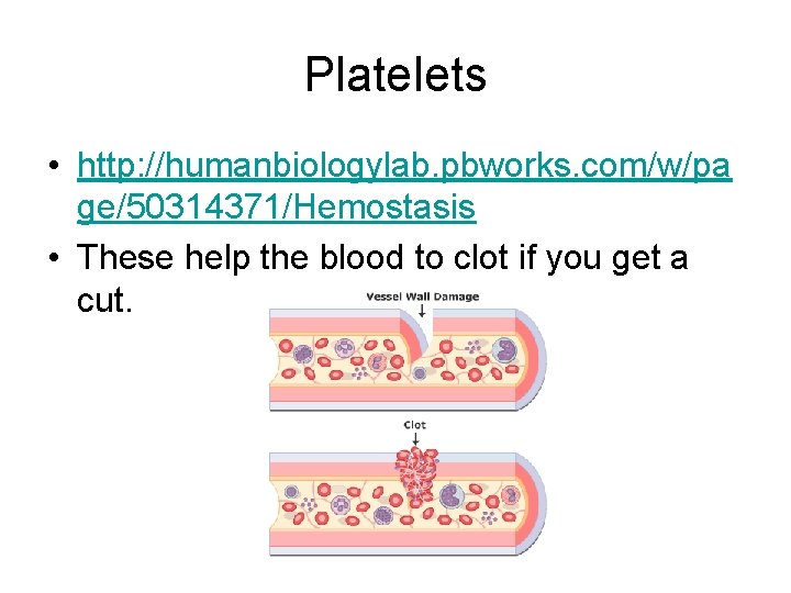 Platelets • http: //humanbiologylab. pbworks. com/w/pa ge/50314371/Hemostasis • These help the blood to clot