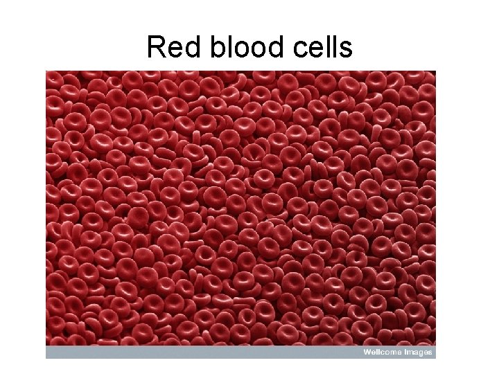 Red blood cells 