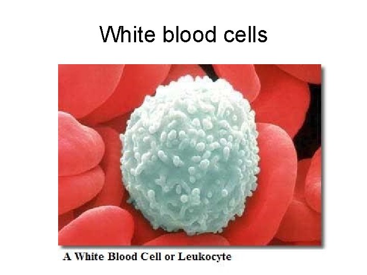 White blood cells 