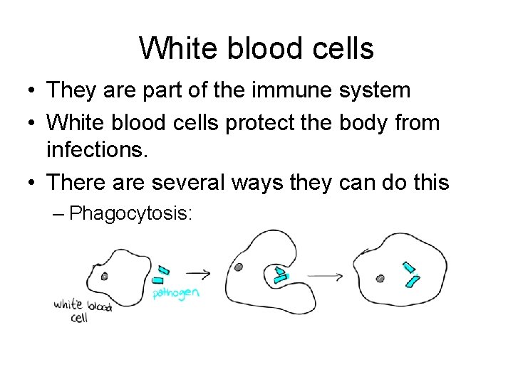 White blood cells • They are part of the immune system • White blood