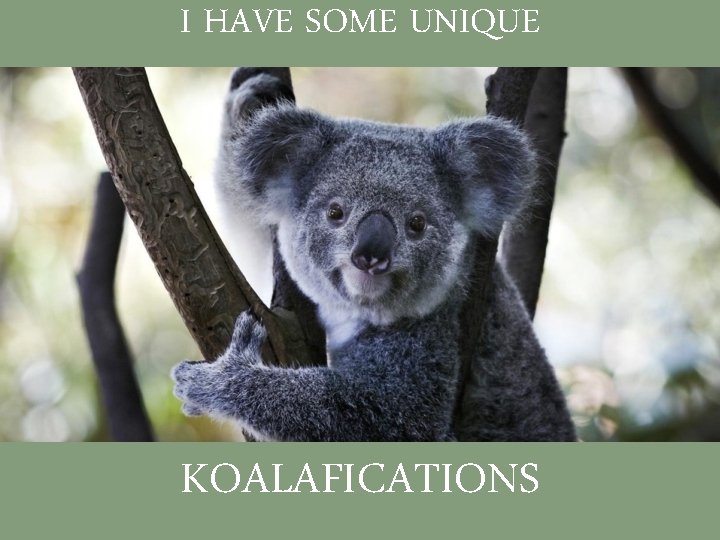 I HAVE SOME UNIQUE KOALAFICATIONS 