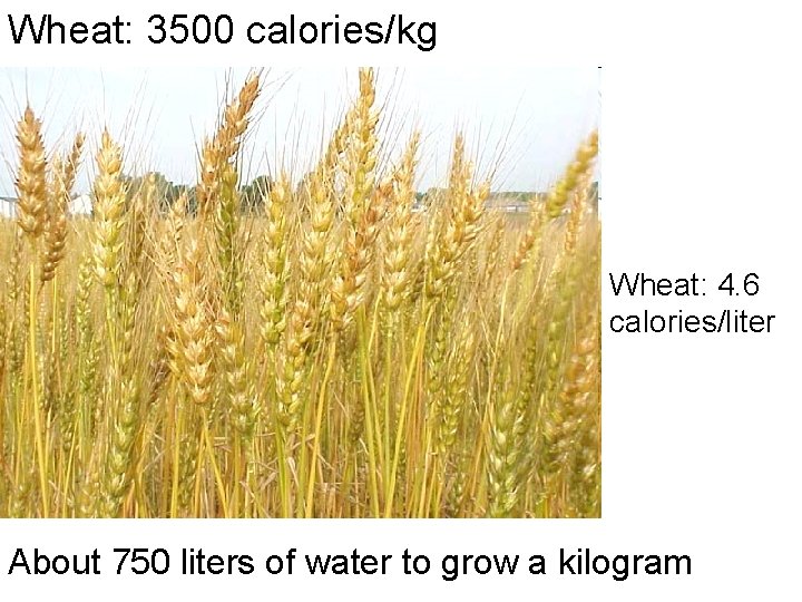 Wheat: 3500 calories/kg Wheat: 4. 6 calories/liter About 750 liters of water to grow