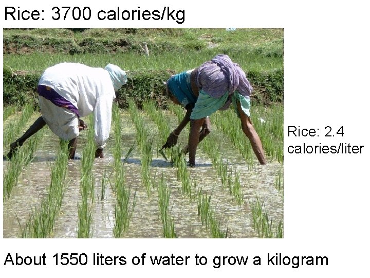 Rice: 3700 calories/kg Rice: 2. 4 calories/liter About 1550 liters of water to grow