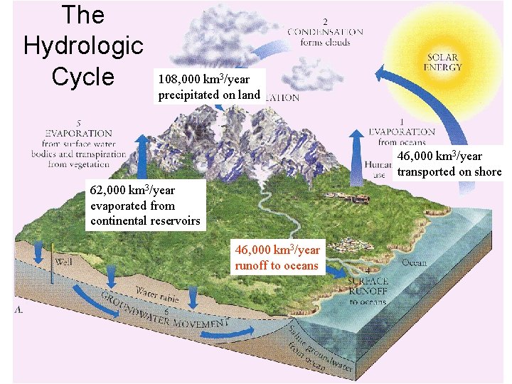 The Hydrologic Cycle 108, 000 km 3/year precipitated on land 46, 000 km 3/year