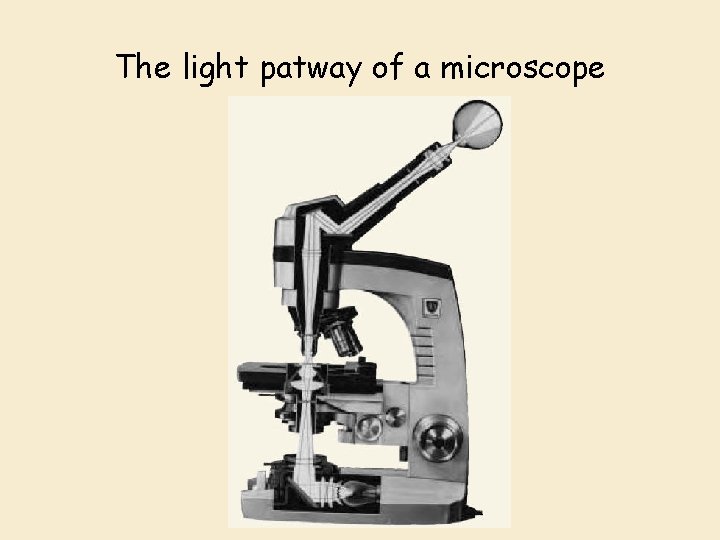 The light patway of a microscope 