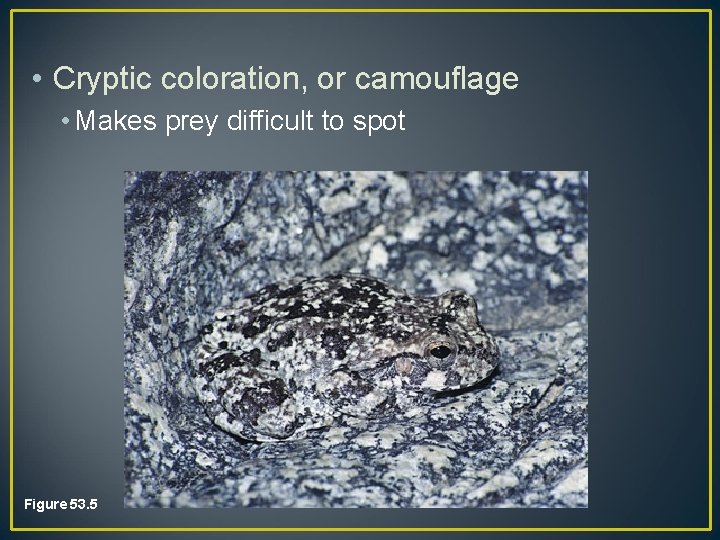  • Cryptic coloration, or camouflage • Makes prey difficult to spot Figure 53.