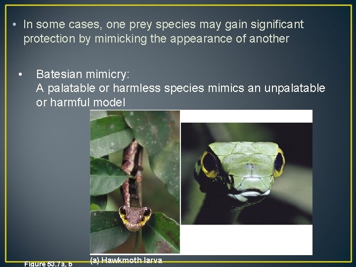  • In some cases, one prey species may gain significant protection by mimicking
